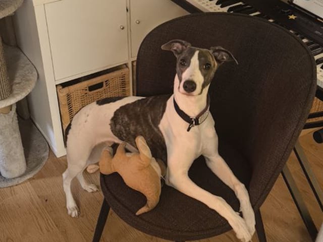 Whippet