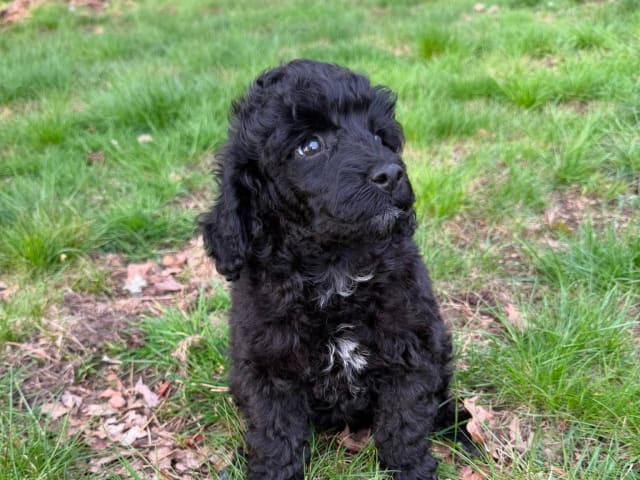 Medium Poodle