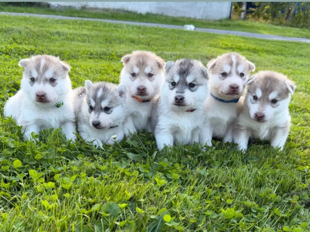 Siberian husky