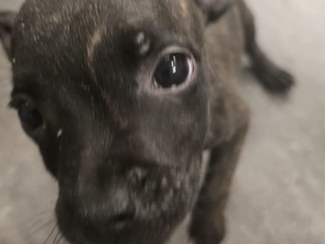 Staffordshire bull terrier