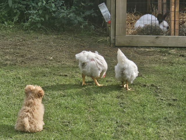 Blandras Dvärg pudel/ Bichon Havanais · Höör · Carola J.
