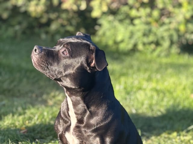 Staffordshire bullterrier · Anneberg · Qrohns