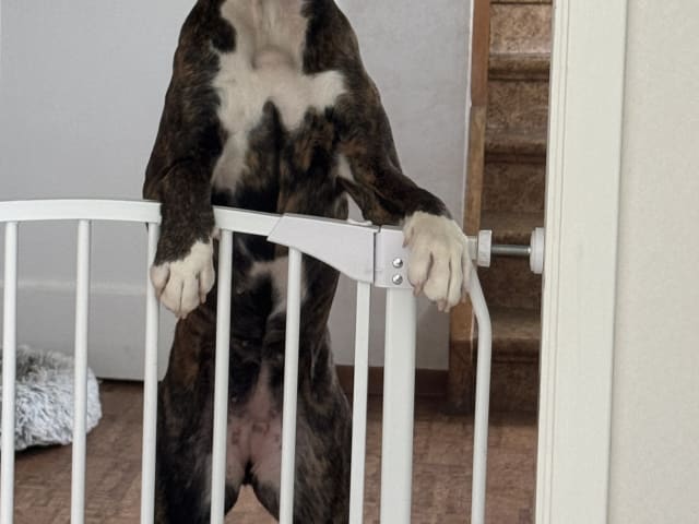 Boxer