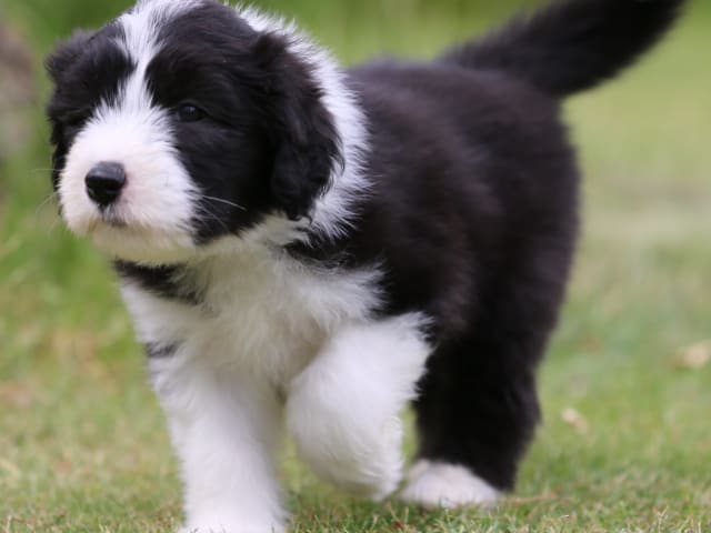 Bearded Collie · Hammarö · Hillbacka