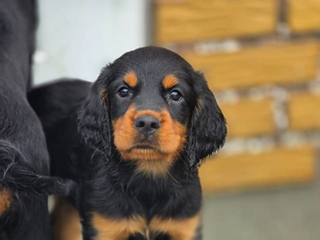 Gordon setter