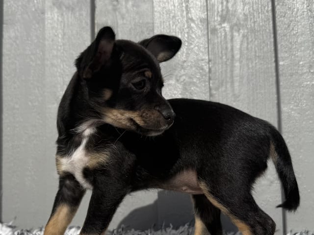 Xoloitzcuintle