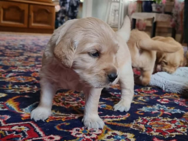 Golden Retriever · Bengtsfors · Sjöviksgårdens Golden Joy