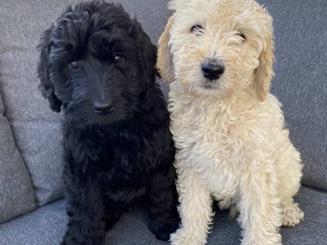 Labradoodle
