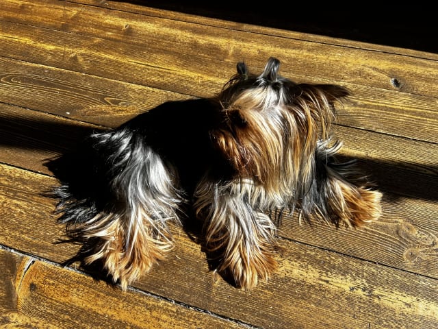 Yorkshire Terrier · Fors · Natalija N.