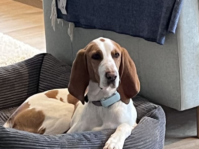Blue de Gascogne/Basset · Hundvåg · Peter S.