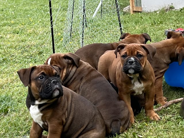 Olde English Bulldogge · Malmö · Ulrika L.