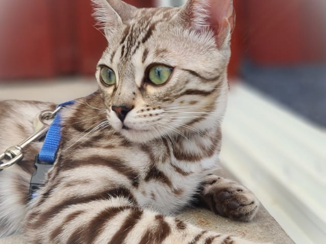 Bengal · Månkarbo · Eirwens