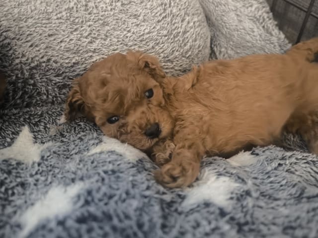 Miniature Poodle