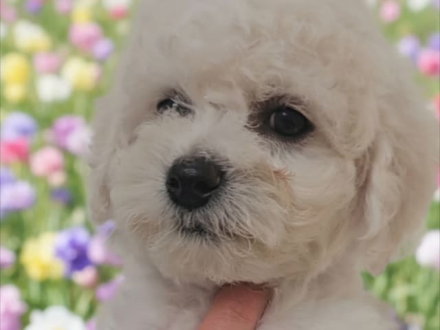 Bichon Frise