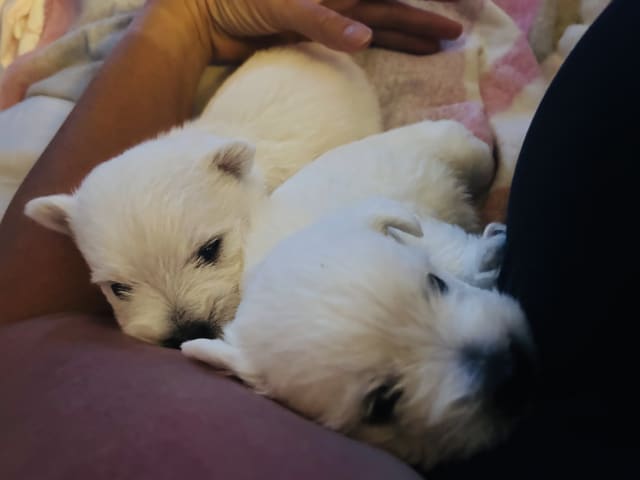 West Highland White Terrier · Perstorp · Charlotta W.