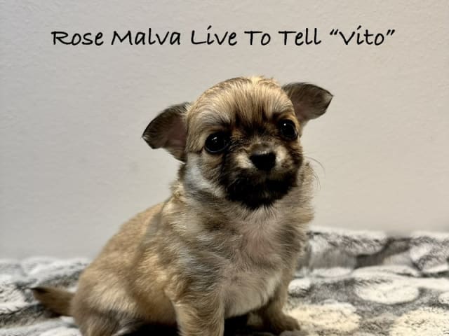 Chihuahua