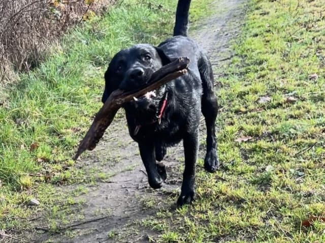 Labrador Retriever · Kågeröd · Johan F.