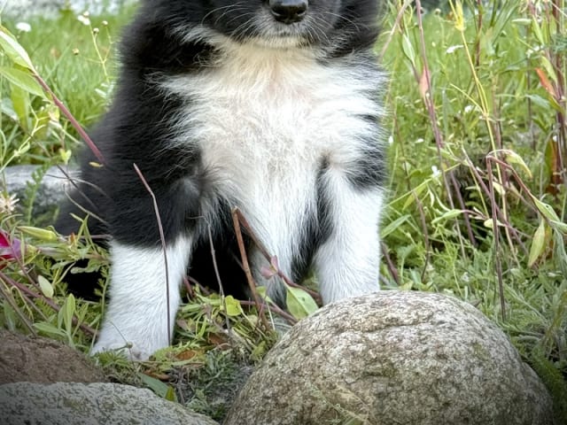 Border collie