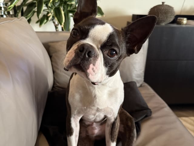 Bostonterrier