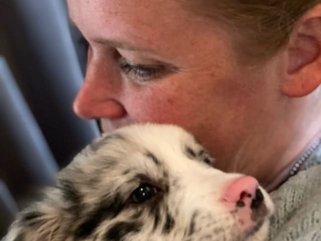 Miniature American Shepherd · Skepplanda · Sagolika Mas