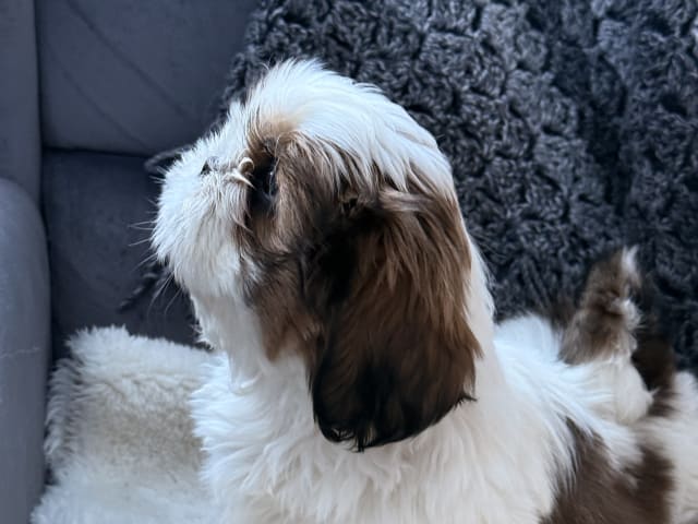 Shih Tzu