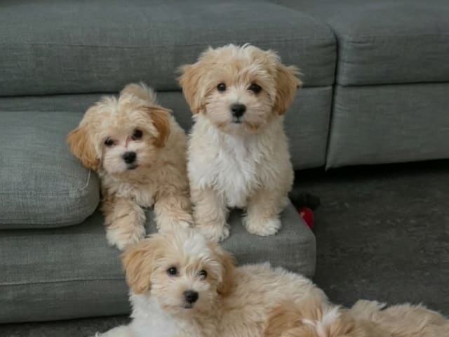 Maltipoo