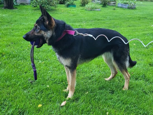 Schäferhund · Kramfors · Divatorpets