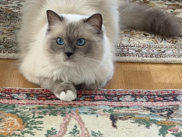 Ragdoll · Limhamn · Rositza A.
