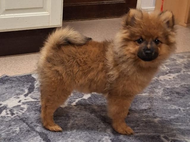 German Spitz – Mittelspitz