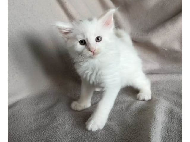 Norwegian Forest · Torslanda · S*Kronängens