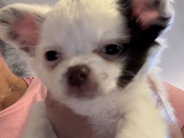 Chihuahua · Nacka · Andréa Fleischer