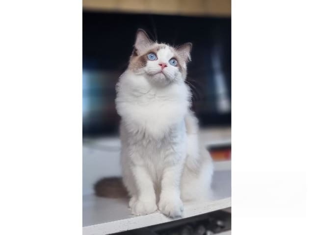 Ragdoll · Väse · SE*Wernigerodes