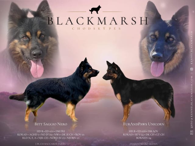 Bohemian Shepherd
