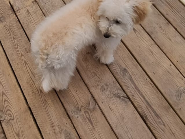 Maltipoo