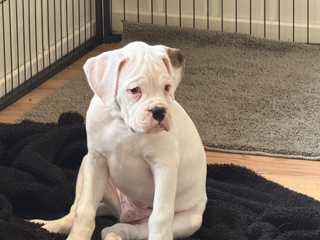 Boxer