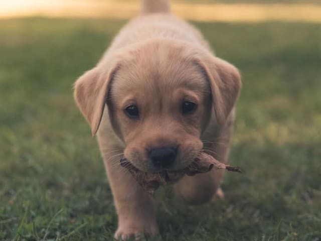 Labrador Retriever · Höör · Thorondor