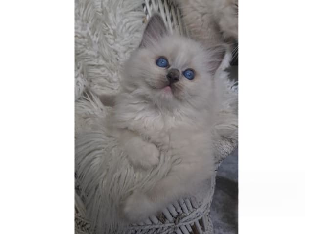 Ragdoll · Tvärålund · SE*Sacred Stars