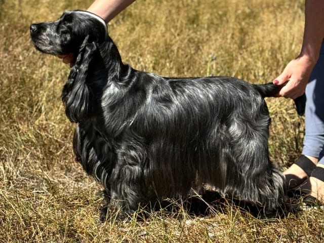 Cocker spaniel · Bredebro · Nina Nagel Bruun Nielsen
