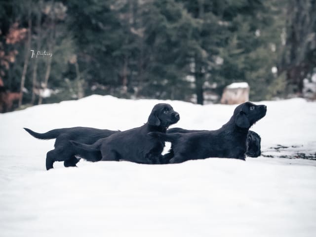 Flat Coated Retriever