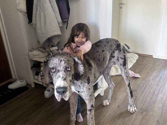 Great Dane (Grand danois)