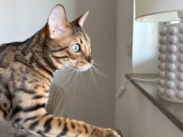 Bengal · Sundbyberg · Emina A.