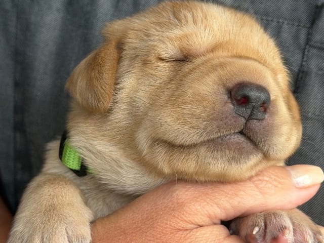 Labrador retriever · Enviken · Tyskgårdens