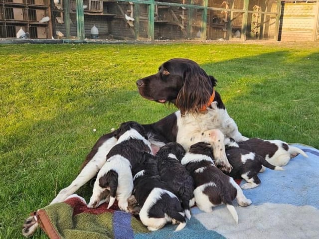 Temperament & Personality