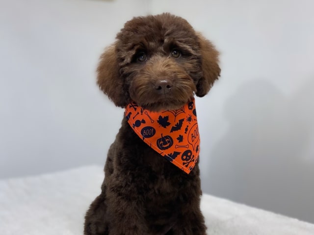 Labradoodle · Nol · Lyckliga Vovven