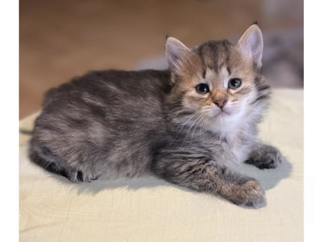 Sibirsk skogkatt