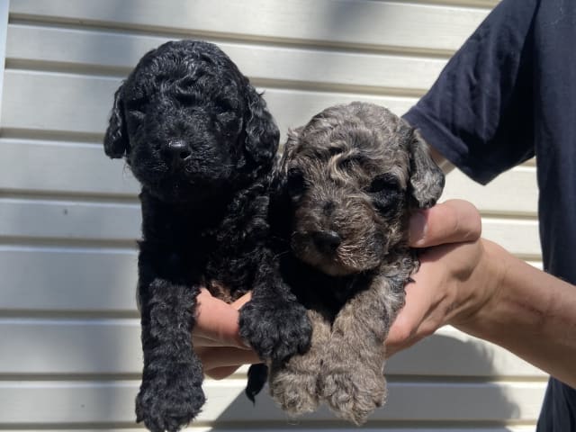 Labradoodle · Nol · Lyckliga Vovven