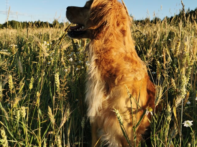 Golden retriever