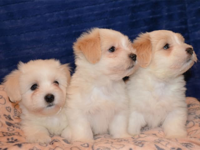 Coton de Tulear