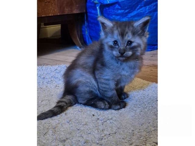 Norsk skogkatt · Huddungeby · S*Mustela's