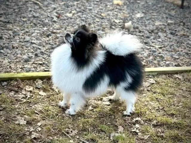 German Spitz – Kleinspitz · Oppegård · Vivian Høeg Møller